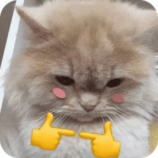 🌟 shy cat telegram sticker