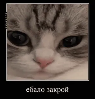 🖕 ебало закрой gato, meme, ofensivo telegram sticker