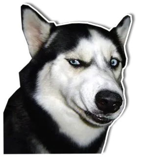 😧 chien, husky, animal, animal de compagnie, mème, drôle, expression telegram sticker