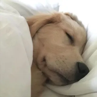 💘 щенок, собака, спящий, милый, золотистый ретривер, питомец, животное telegram sticker