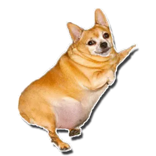 😏 corgi, perro, animal, mascota, lindo, gracioso telegram sticker