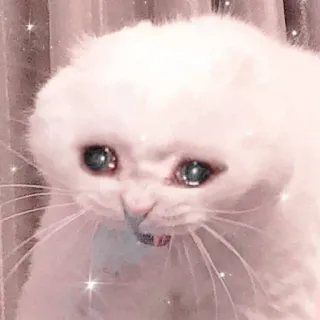 🐱 Katze, traurig, weinend, süß, Tier, Kätzchen, Meme telegram sticker