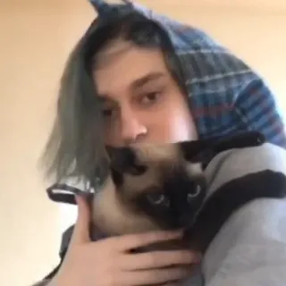 🐱 personne, chat, chat siamois, sweat à capuche telegram sticker