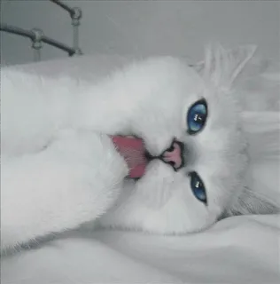 🌝 gato, gato branco, olhos azuis, lambendo, fofo, animal, animal de estimação whatsapp sticker
