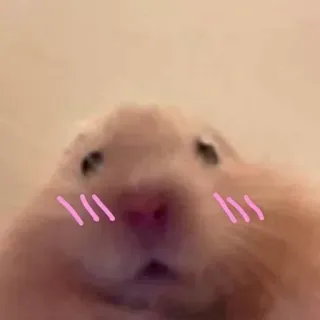 😳 hamster, mignon, animal, animal de compagnie, rongeur, kawaii, mème telegram sticker