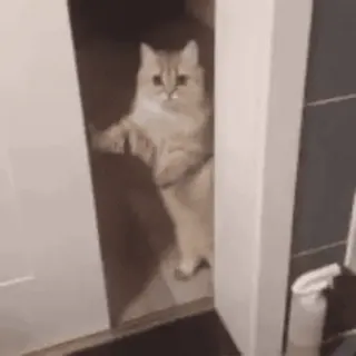 😊 cat, funny, animal, pet, cute, silly, kitten, door whatsapp sticker