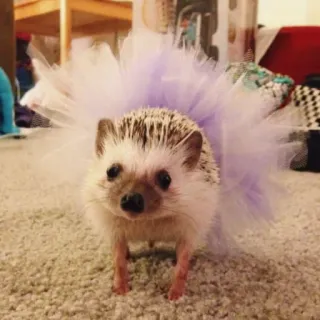 🦔 riccio, tutù, animale, carino, animale domestico, ballerina, animale da compagnia whatsapp sticker
