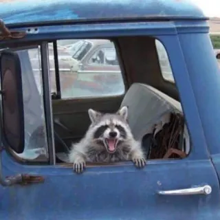 👨‍🌾 енот, грузовик, животное, млекопитающее, окно, машина, транспорт telegram sticker