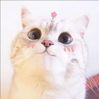 🐈 kucing, imut, hewan peliharaan, binatang, kawaii, bunga telegram sticker