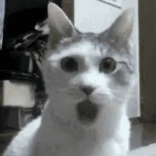 😱 cat, animal, cute, pet, surprised, meme telegram sticker