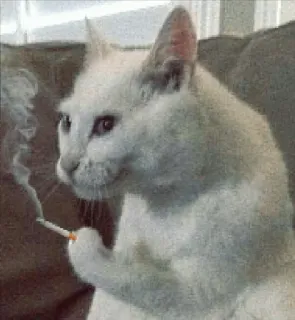 😭 Katze, Rauchen, Zigarette, Tier, Lustig, Meme telegram sticker