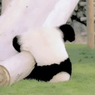🥺 Gấu trúc, Động vật, Dễ thương, Gấu, Động vật hoang dã telegram sticker