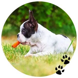 🐶 собака, щенок, морковь, животное, питомец telegram sticker