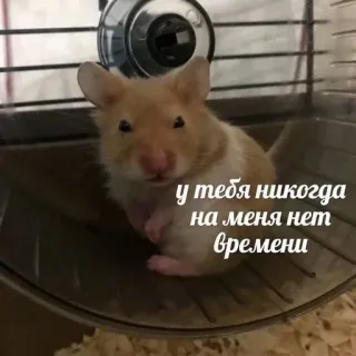☹️ у тебя никогда на меня нет времени chomik, słodki, zwierzę, gryzoń, klatka, śmieszny, rosyjski, tekst telegram sticker