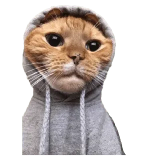 😶 cat, hoodie, animal, pet, cute, funny, meme telegram sticker