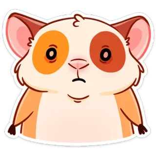 😕 หนูตะเภา, สัตว์, สัตว์ฟันแทะ, น่ารัก, สัตว์เลี้ยง telegram sticker