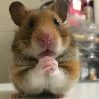 😟 Hamster, Tier, süß, Nagetier, Haustier, klein, Säugetier telegram sticker