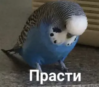 😥 Прасти นก, นกแก้ว, สีน้ำเงิน, รัสเซีย, ขอโทษ telegram sticker