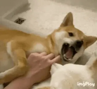 🐕 Hund, Shiba Inu, Haustier, Tier telegram sticker