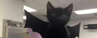 🦇 Katze, schwarze Katze, Fledermausflügel, Halloween, Tier telegram sticker