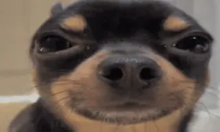 😁 cane, chihuahua, animale, animale domestico, carino telegram sticker
