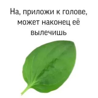 ➕ На, приложи к голове, может наконец её вылечишь plantan, żart, sarkazm, obraza telegram sticker