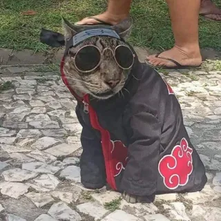 выпукиваем котов @voop_cats telegram stickers