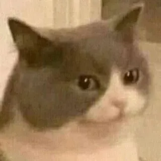 🌟 cat, sad, cute, animal, meme telegram sticker