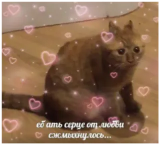 ❤️ еб ать сердце от любви сжмыхнулось... кот, грустный, сердце, любовь, мем telegram sticker