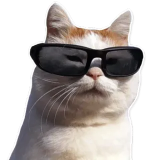 😎 cat, sunglasses, cool, animal, pet, white, orange telegram sticker
