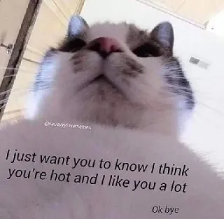 ❤️ I just want you to know I think you're hot and I like you a lot
Ok bye gatto, meme, divertente, testo, amore, hot telegram sticker