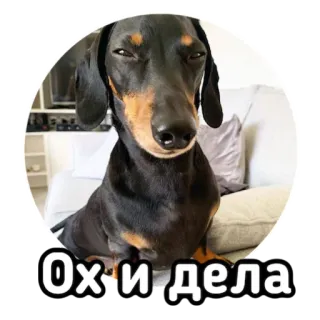 🤔 Ох и дела dog, dachshund, cute, funny, animal whatsapp sticker
