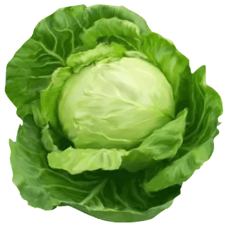 🍀 col, verdura, verde, comida, planta telegram sticker