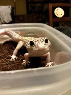 😄 леопардовый геккон, рептилия, животное, домашнее животное, ящерица telegram sticker