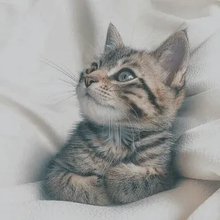 🐱 kotek, kot, zwierzę, słodki, zwierzak, pręgowany telegram sticker