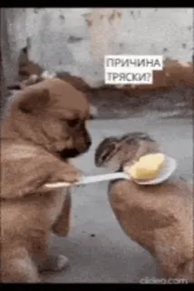 🌟 ПРИЧИНА ТРЯСКИ? cão, esquilo, alimentando, manteiga, engraçado, animais telegram sticker