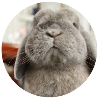 😐 bunny, rabbit, animal, cute, pet, domestic animal, lop-eared rabbit telegram sticker