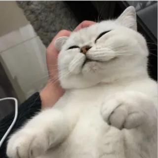 😴 Katze, Tier, Haustier, weiße Katze, Haustier telegram sticker