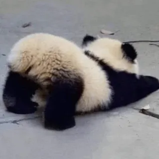 🐼 Panda, Animal, Lindo, Oso, Vida Silvestre, Mamífero telegram sticker