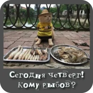 🫥 Сегодня Четверг!
Кому рыбов? 猫, 魚, 木曜日, 食べ物, 動物, ユーモア whatsapp sticker