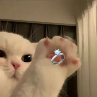 💍 고양이, 반지, 약혼, 보석, 동물, 집고양이 telegram sticker