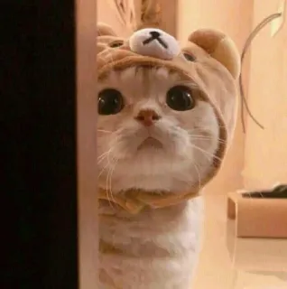 🙄 chat, mignon, animal, animal de compagnie, chapeau d'ours, chaton whatsapp sticker