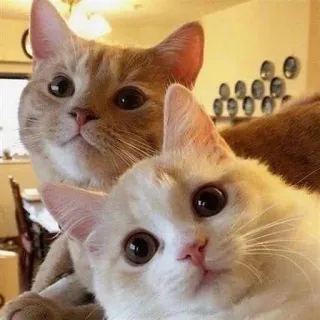 😇 кот, коты, животные, питомцы, милый, смешной, портрет telegram sticker