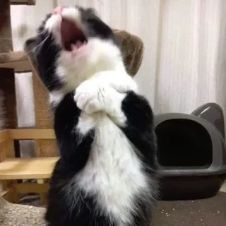 😱 kucing, menguap, hewan peliharaan, binatang, hitam putih, imut telegram sticker