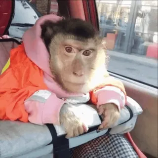 🗿 monkey, animal, primate, clothing, indoors telegram sticker