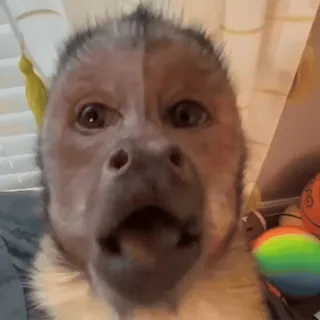 😒 mono, animal, primate, impactado, divertido, meme whatsapp sticker