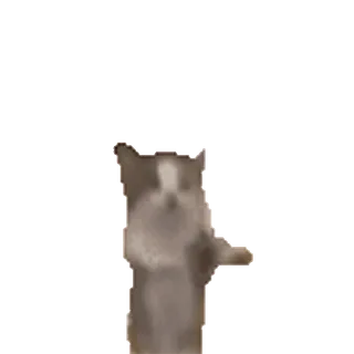 🐈 Hund, Stinkefinger, Geste, Tier, unhöflich whatsapp sticker