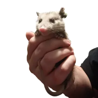 🤩 Opossum, Beutelratte, Tier, Wildtier, süß, Säugetier, Hand whatsapp sticker
