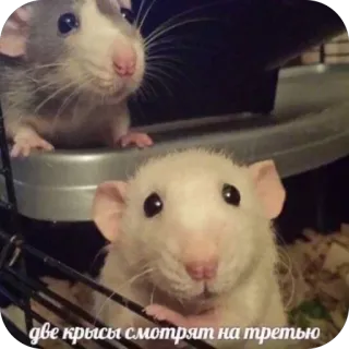 🫥 две крысы смотрят на третью telegram sticker