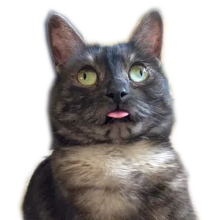 😯 kucing, binatang, hewan peliharaan, lidah, lucu, meme telegram sticker
